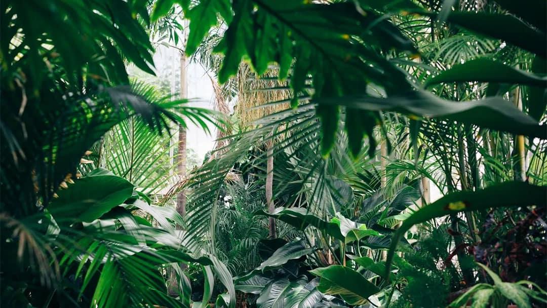botanical extracts