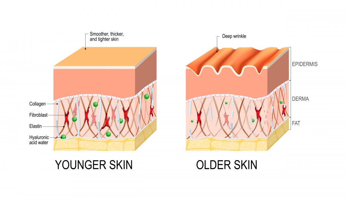 l-glutamine skin benefits