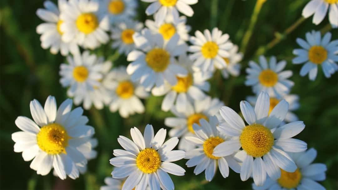 chamomile benefits for skin