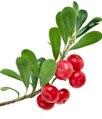Bearberry Extract featured image